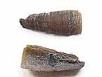 Cirripède pédonculé divers fossile du jurassique Boulonnais